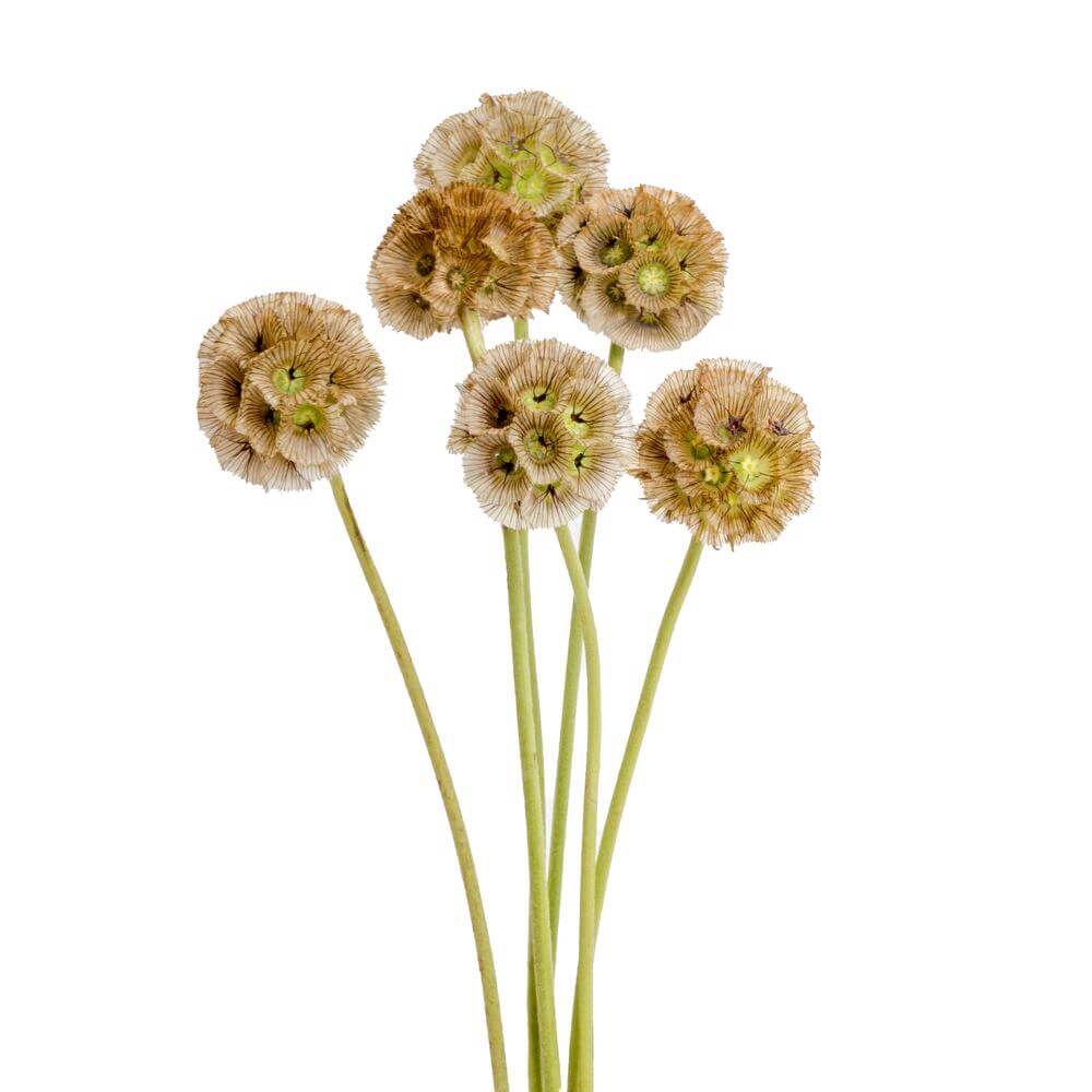 esmeralda-farms-scabiosa-stellata-pods-2