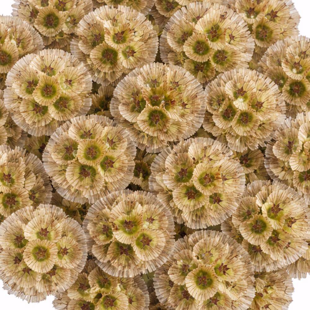 esmeralda-farms-scabiosa-stellata-pods-1