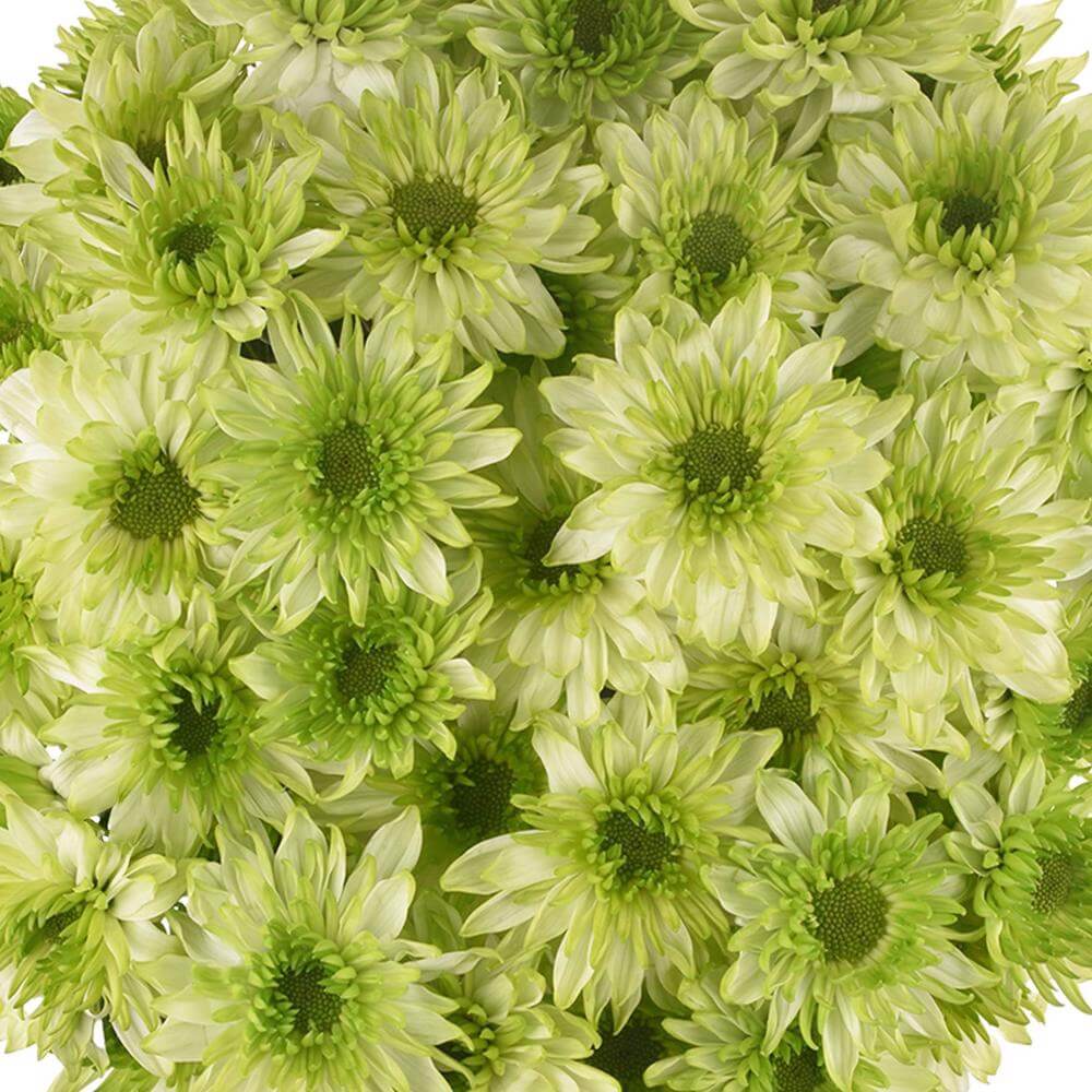 esmeralda-farms-pompon-novelty-lemonpie-1