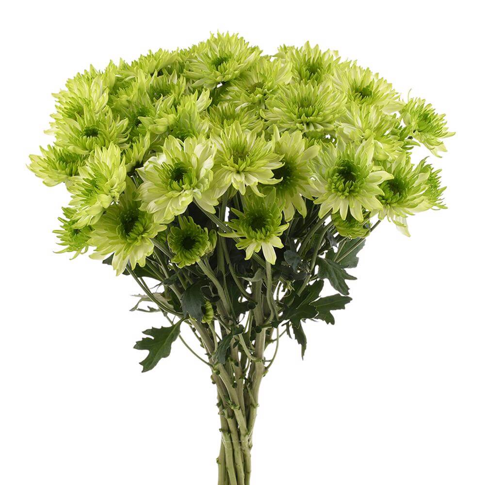 esmeralda-farms-pompon-novelty-lemonpie-2