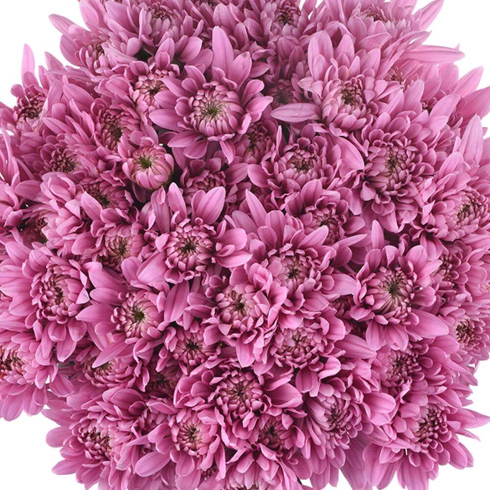 esmeralda-farms-pompon-cushion-veronica-1