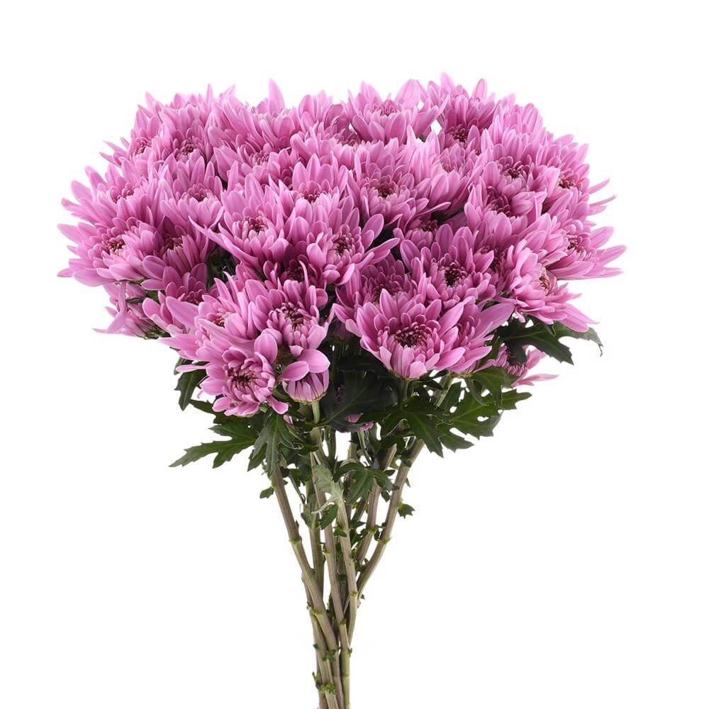 esmeralda-farms-pompon-cushion-veronica-2