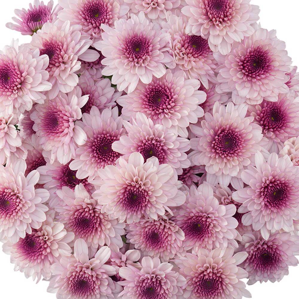 esmeralda-farms-pompon-novelty-virtue-1