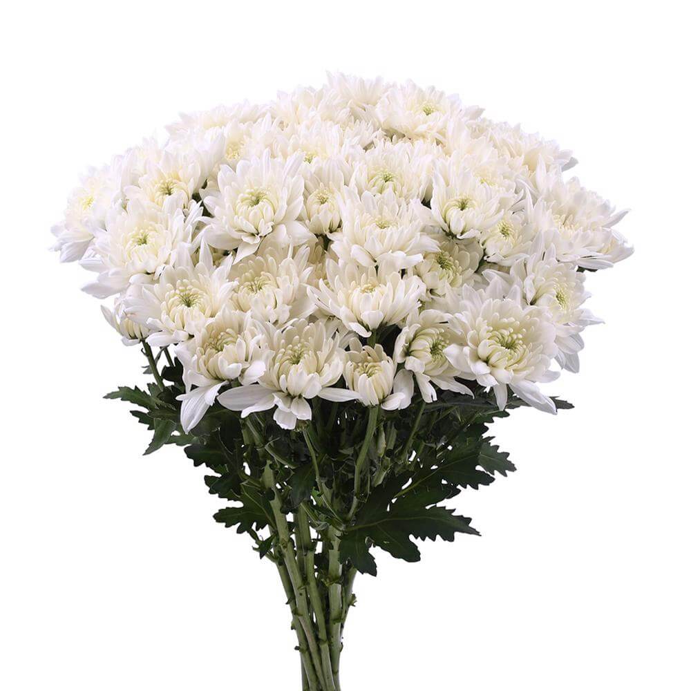 esmeralda-farms-pompon-cushion-alexis-2