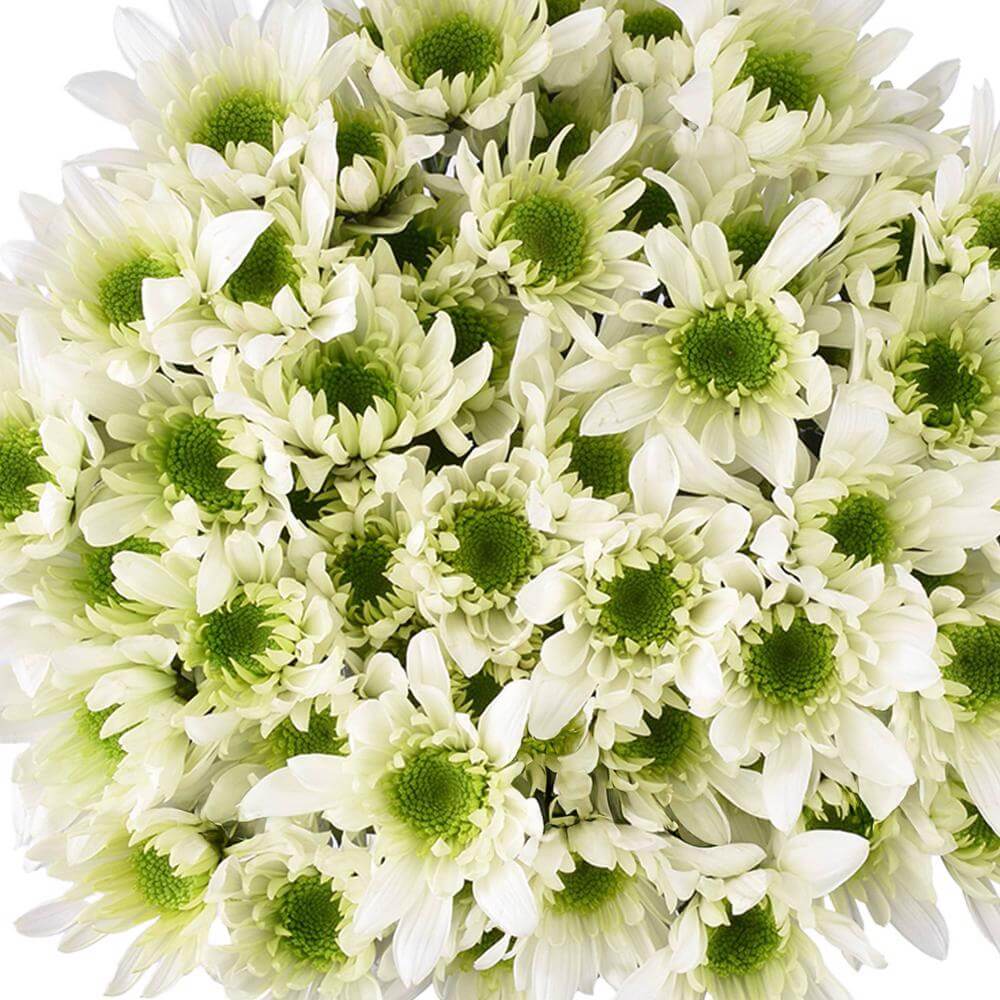 esmeralda-farms-pompon-novelty-radost-lime-1