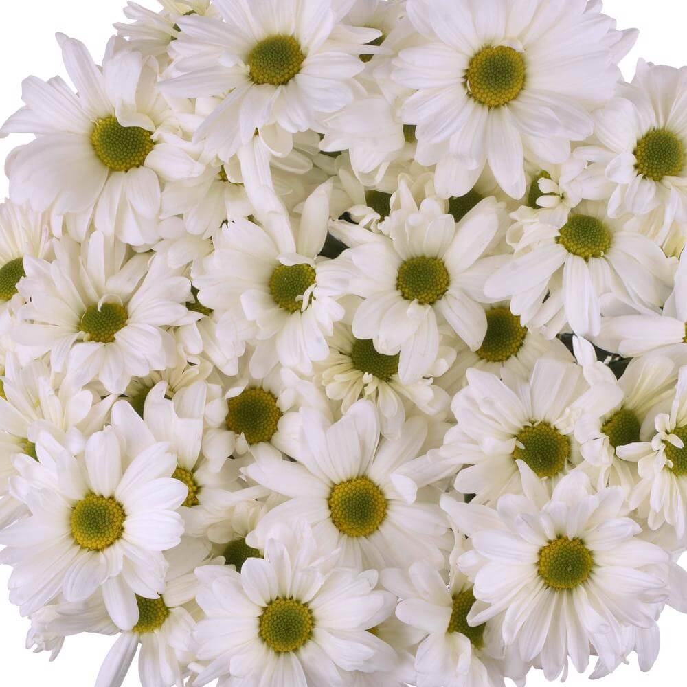 esmeralda-farms-pompon-daisy-atlantis-white-1
