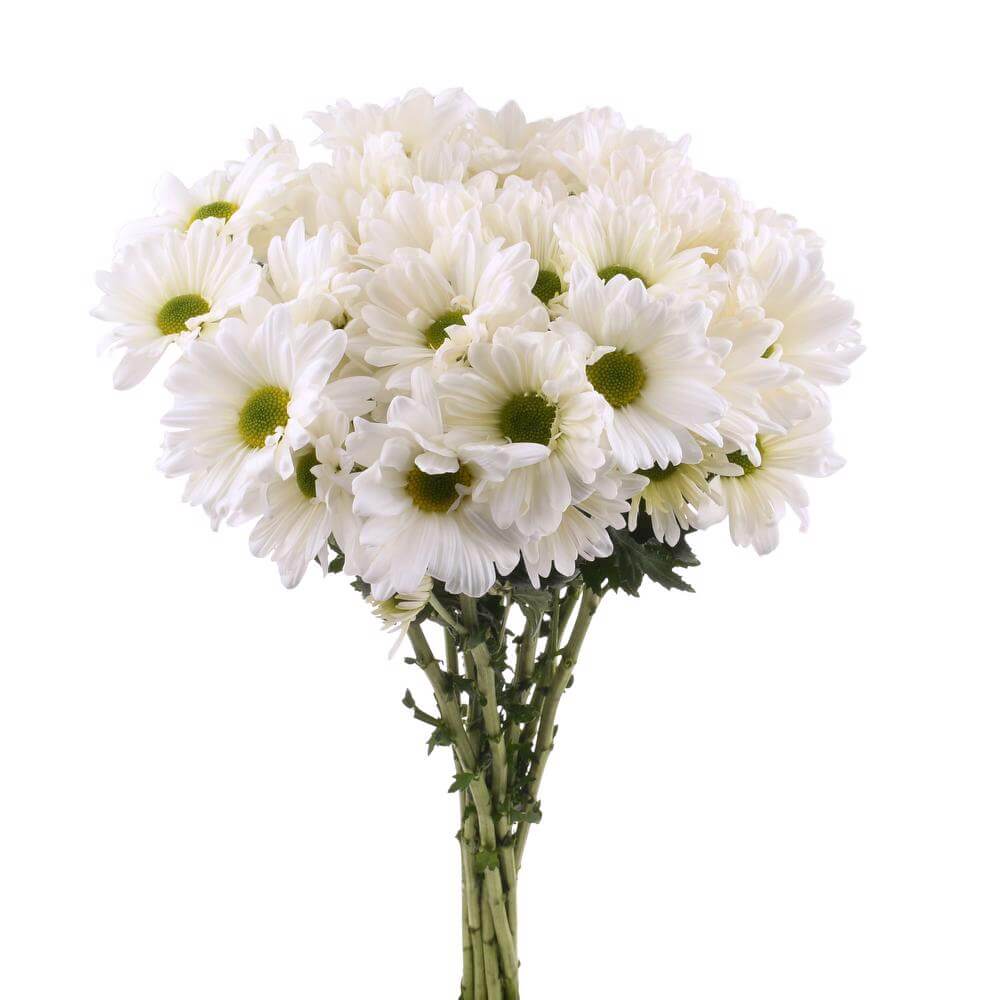 esmeralda-farms-pompon-daisy-atlantis-white-2