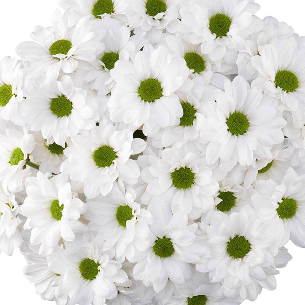 esmeralda-farms-pompon-daisy-alma-white-1