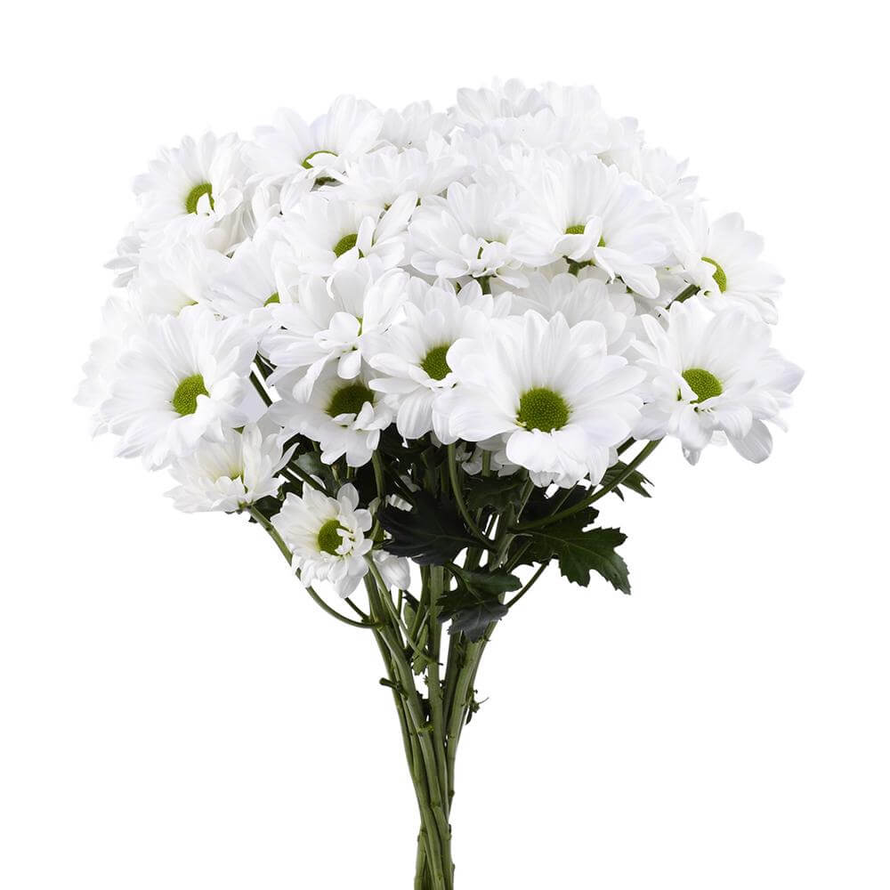 esmeralda-farms-pompon-daisy-alma-white-2