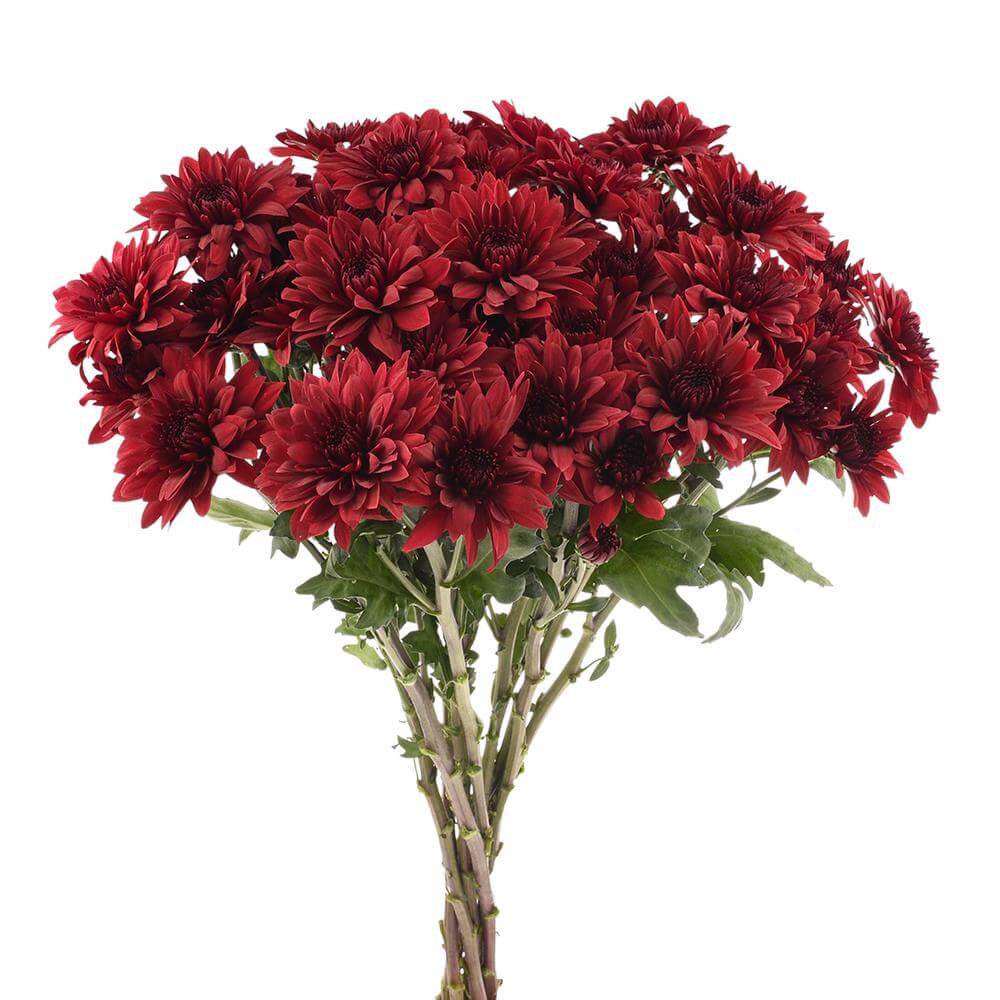 esmeralda-farms-pompon-cushion-testarossa-2