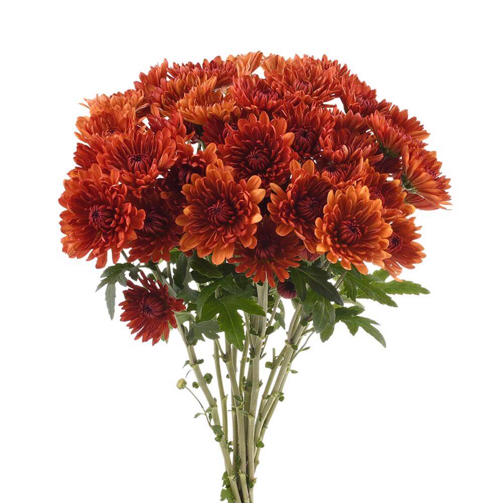 esmeralda-farms-pompon-cushion-saloom-2