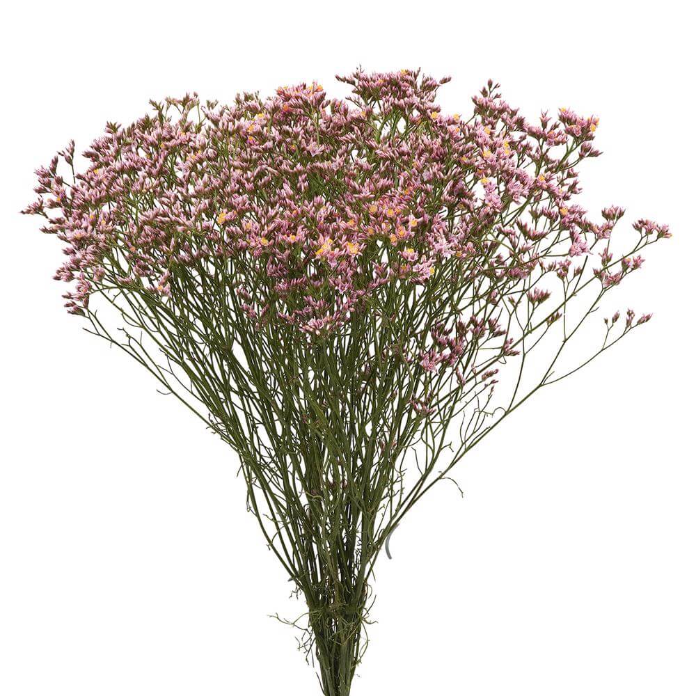 esmeralda-farms-limonium-pink-activa-2