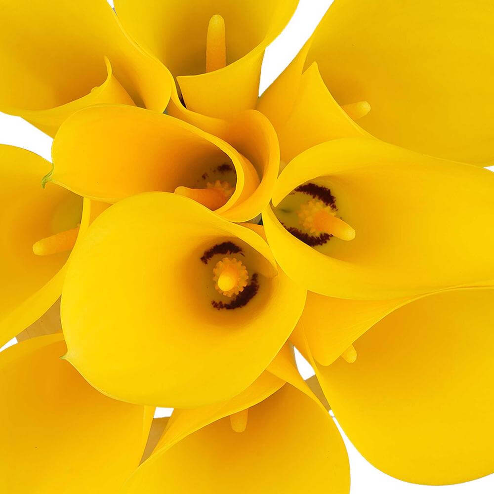 esmeralda-farms-mini-calla-lily-gold-medal-1