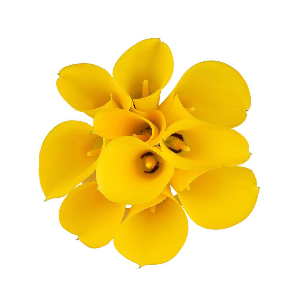 esmeralda-farms-mini-calla-lily-gold-medal-2