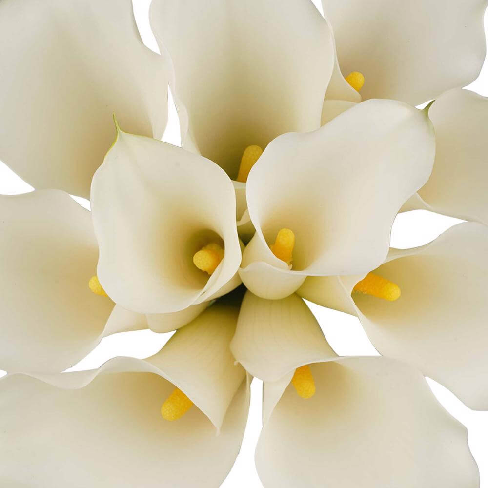 esmeralda-farms-mini-calla-lily-white-horse-1