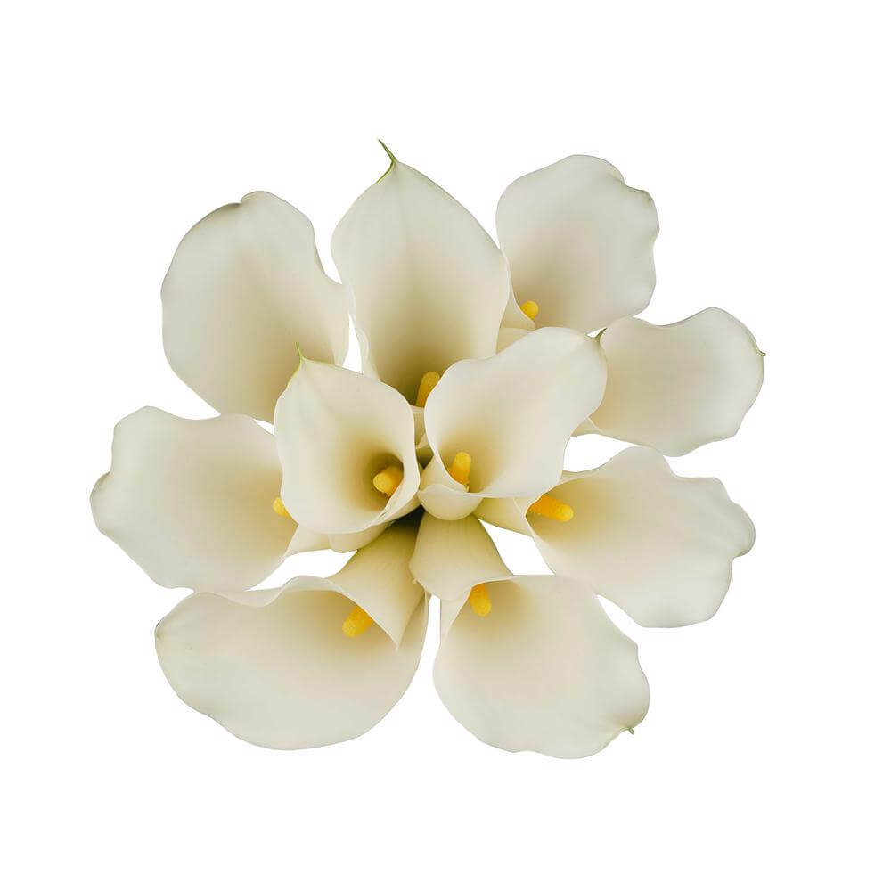 esmeralda-farms-mini-calla-lily-white-horse-2