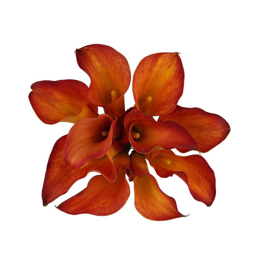 esmeralda-farms-mini-calla-lily-captain-trinity-2