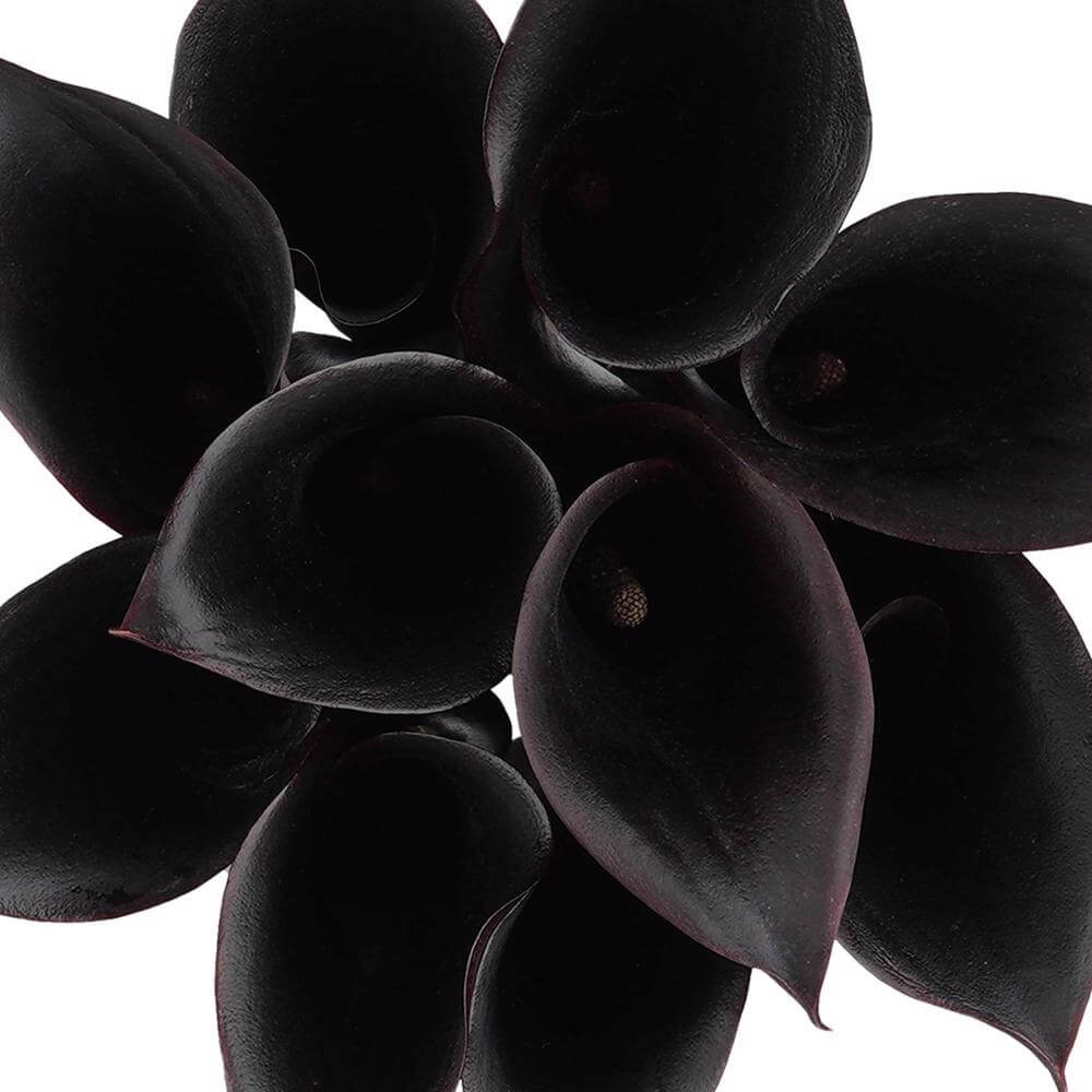 esmeralda-farms-mini-calla-lily-black-forest-1