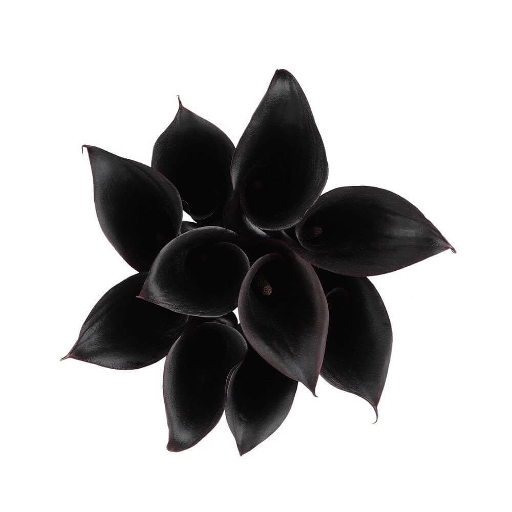 esmeralda-farms-mini-calla-lily-black-forest2