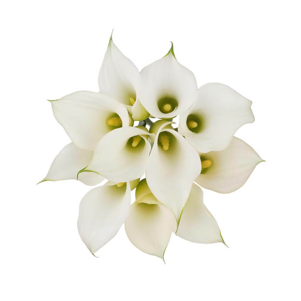 esmeralda-farms-mini-calla-lily-aspen-w-2