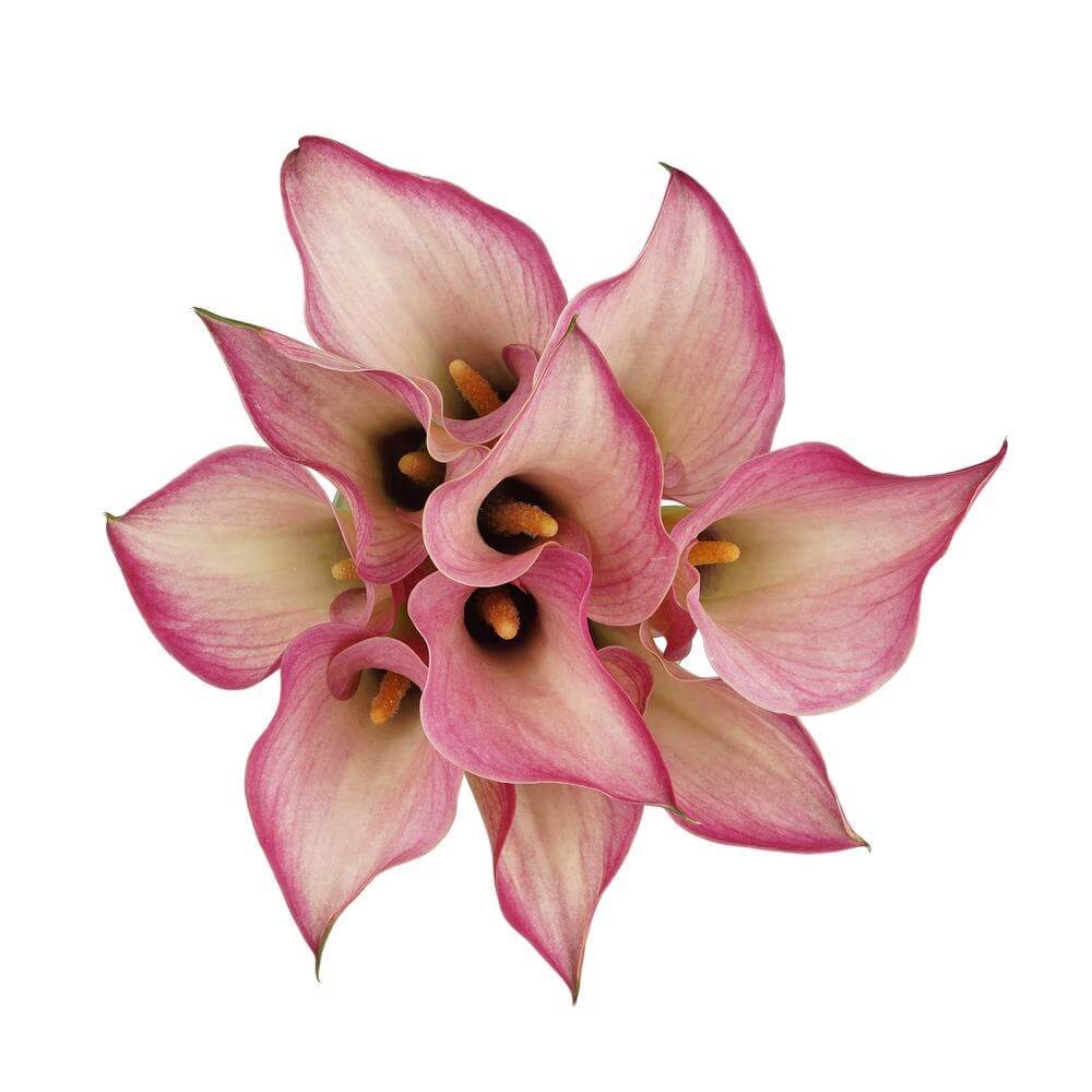 esmeralda-farms-mini-calla-lily-captain-romance-2