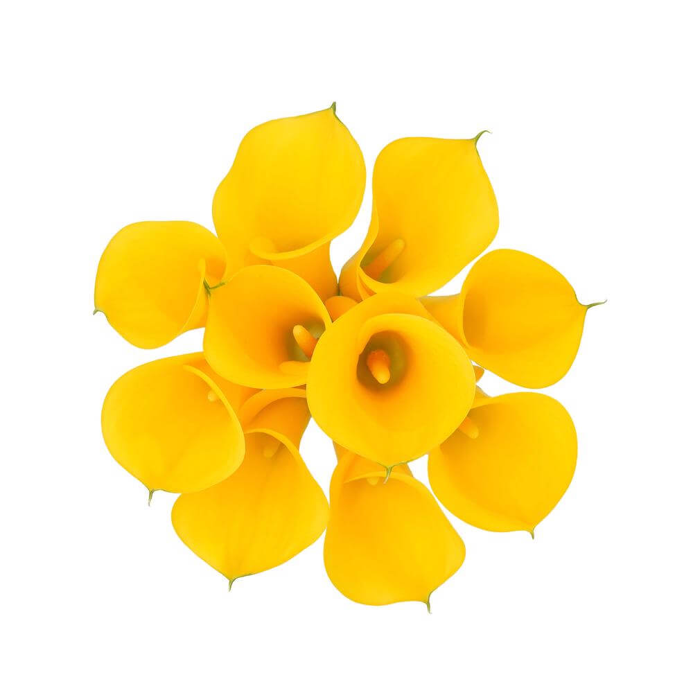 esmeralda-farms-mini-calla-lily-captain-solo-2