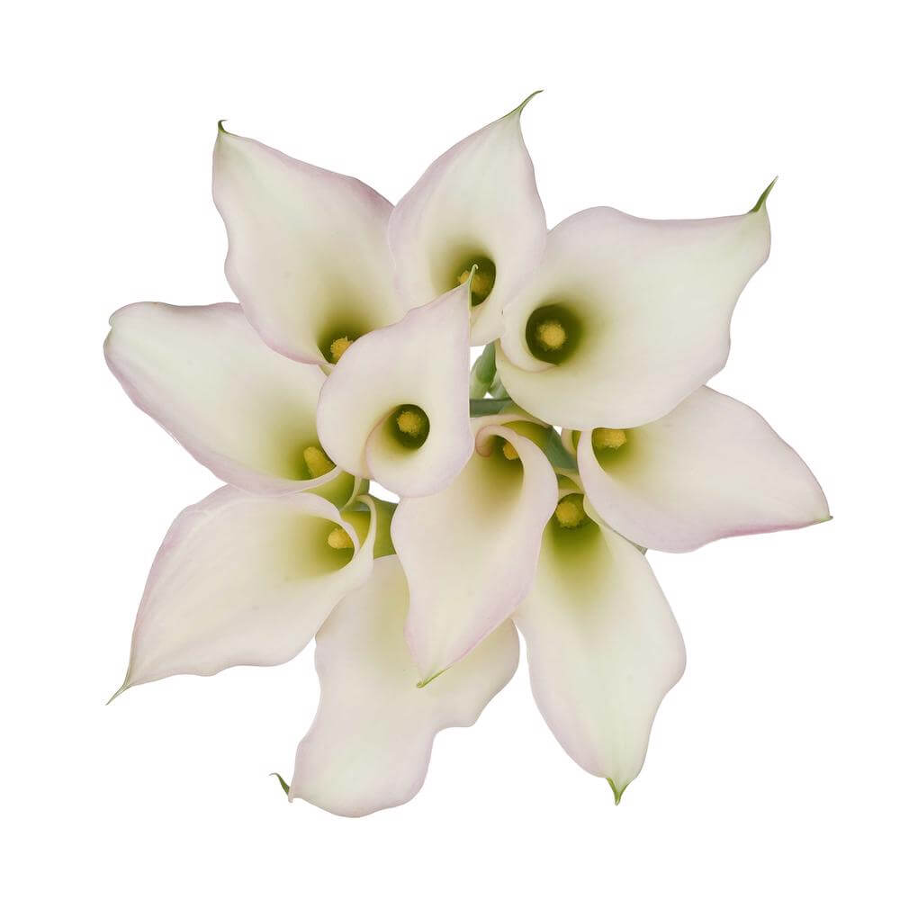 esmeralda-farms-mini-calla-lily-cordoba-cb-2