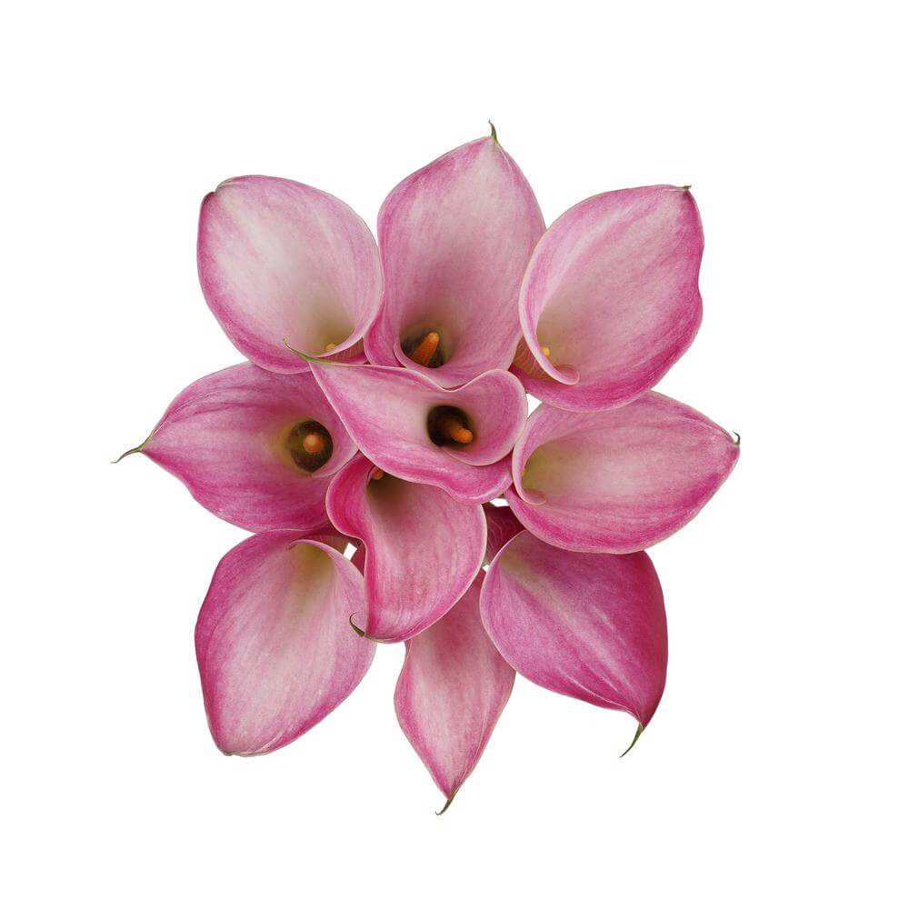 esmeralda-farms-mini-calla-lily-fantasia-2