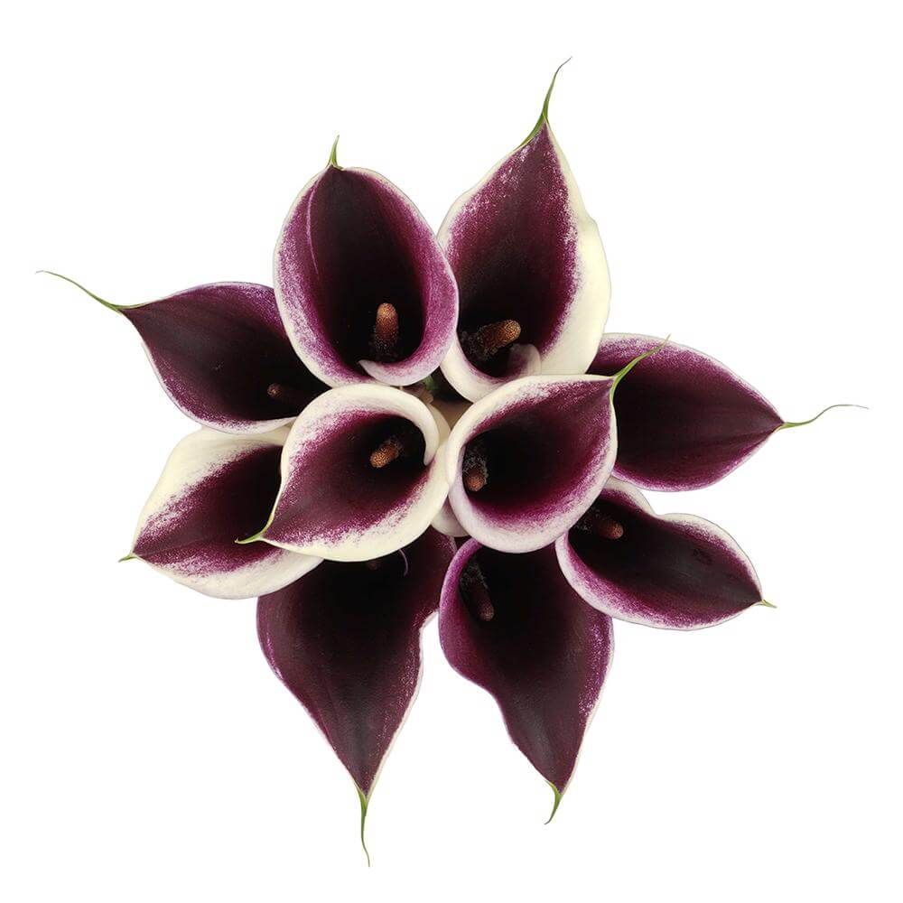 esmeralda-farms-mini-calla-lily-strauss-2