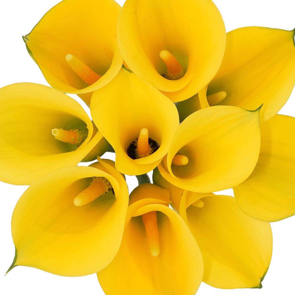 esmeralda-farms-mini-calla-lily-sunray-1