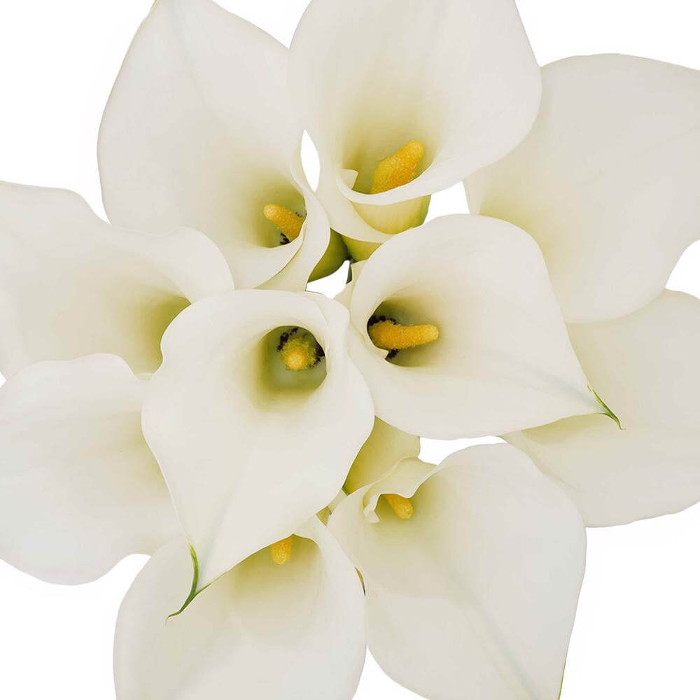 esmeralda-farms-mini-calla-lily-ventura-1