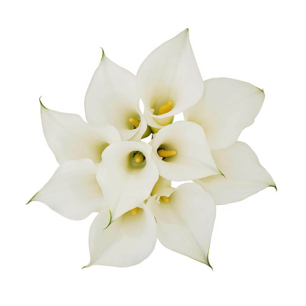 esmeralda-farms-mini-calla-lily-ventura-2