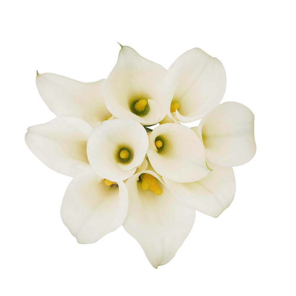 esmeralda-farms-mini-calla-lily-white-ideal-2