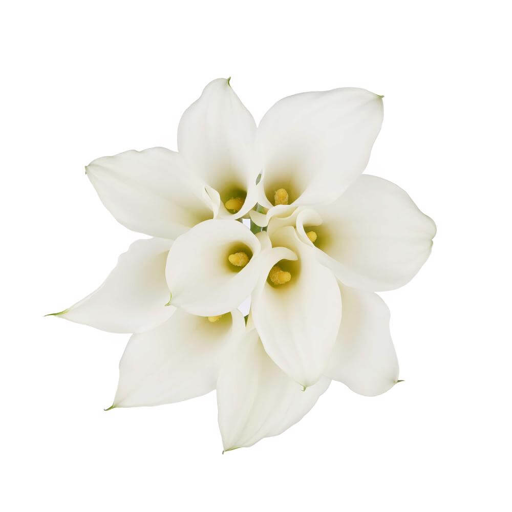 esmeralda-farms-mini-calla-lily-white-rumba-2