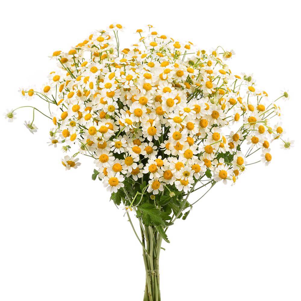 esmeralda-farms-matricaria-white-2