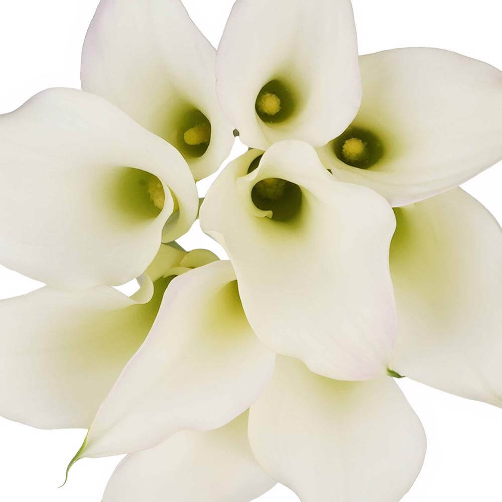 esmeralda-farms-mini-calla-lily-aspen-b-1