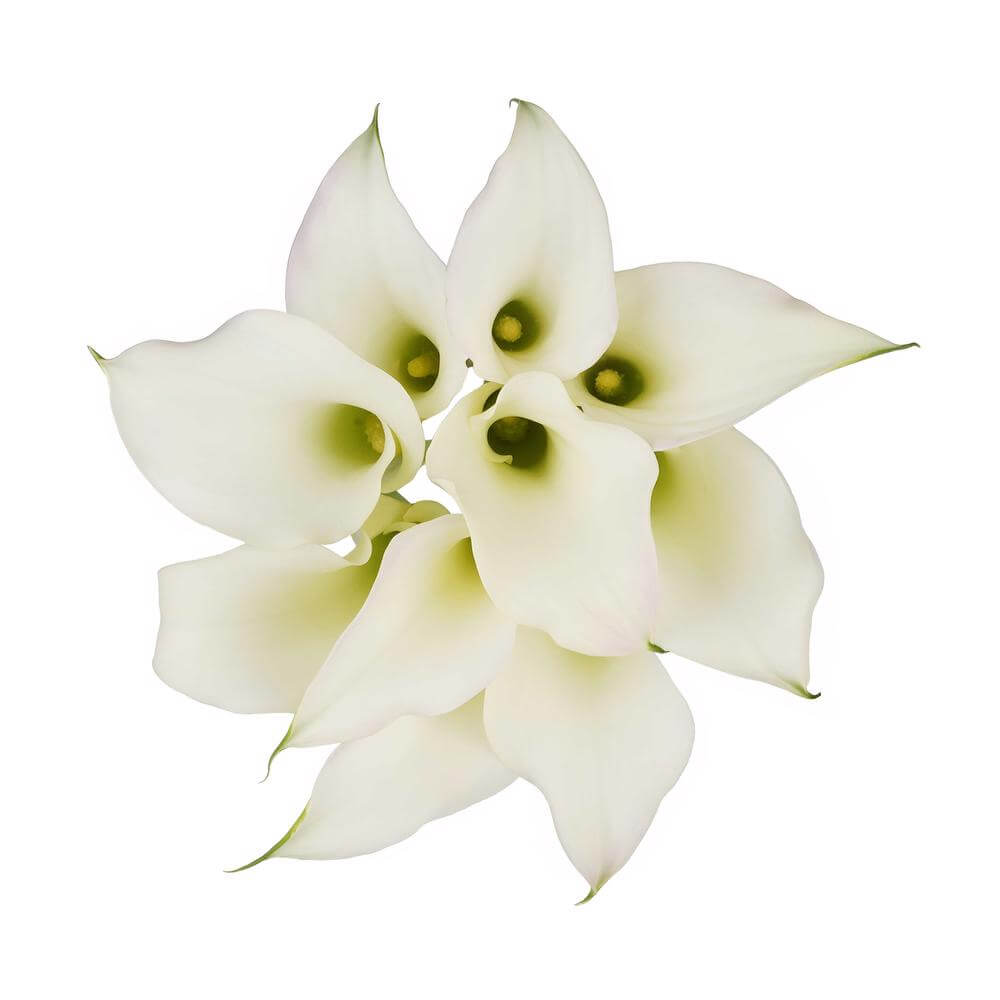 esmeralda-farms-mini-calla-lily-aspen-b-2