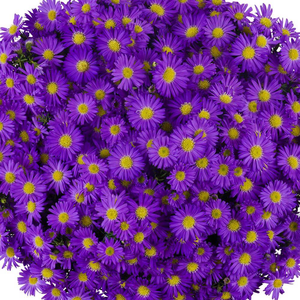 esmeralda-farms-mardi-gras-aster-purple-1