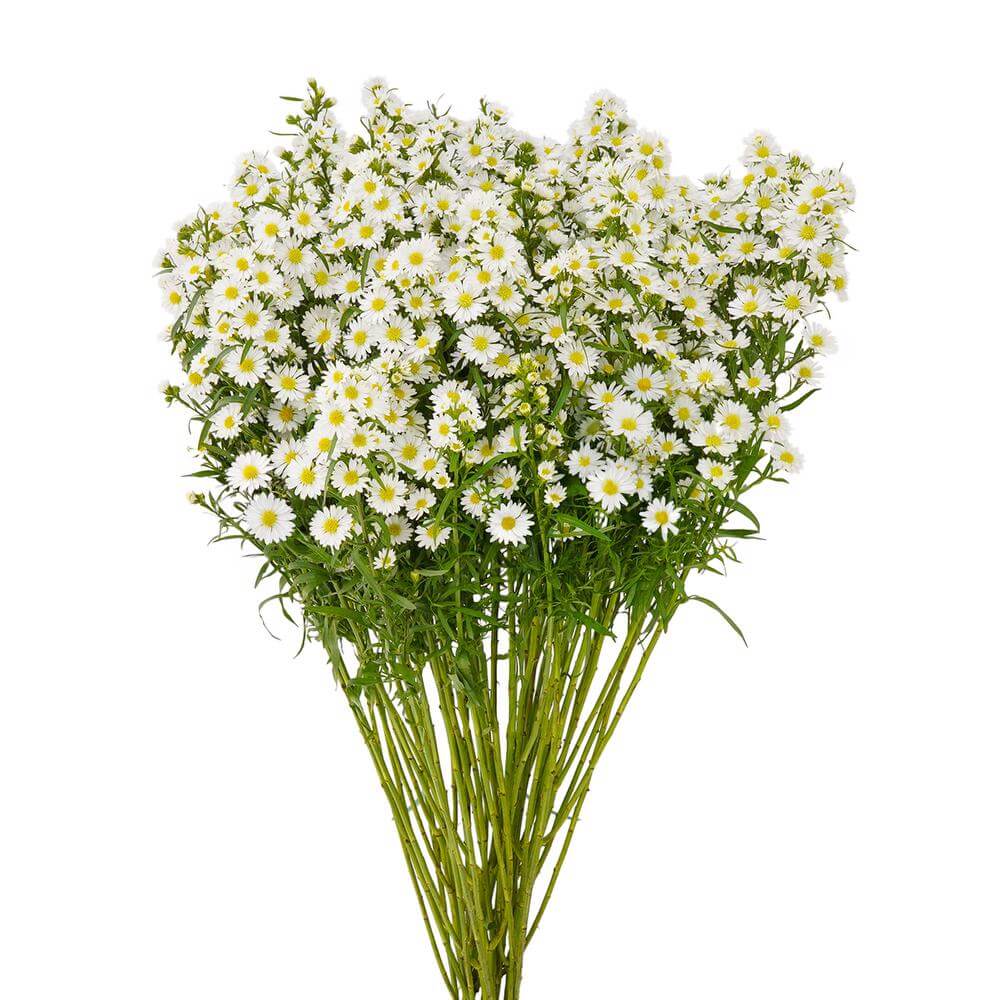 esmeralda-farms-mardi-gras-aster-white-2