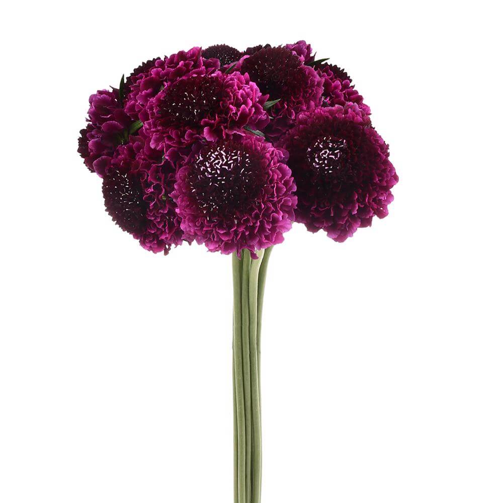esmeralda-farms-scabiosa-purple-2
