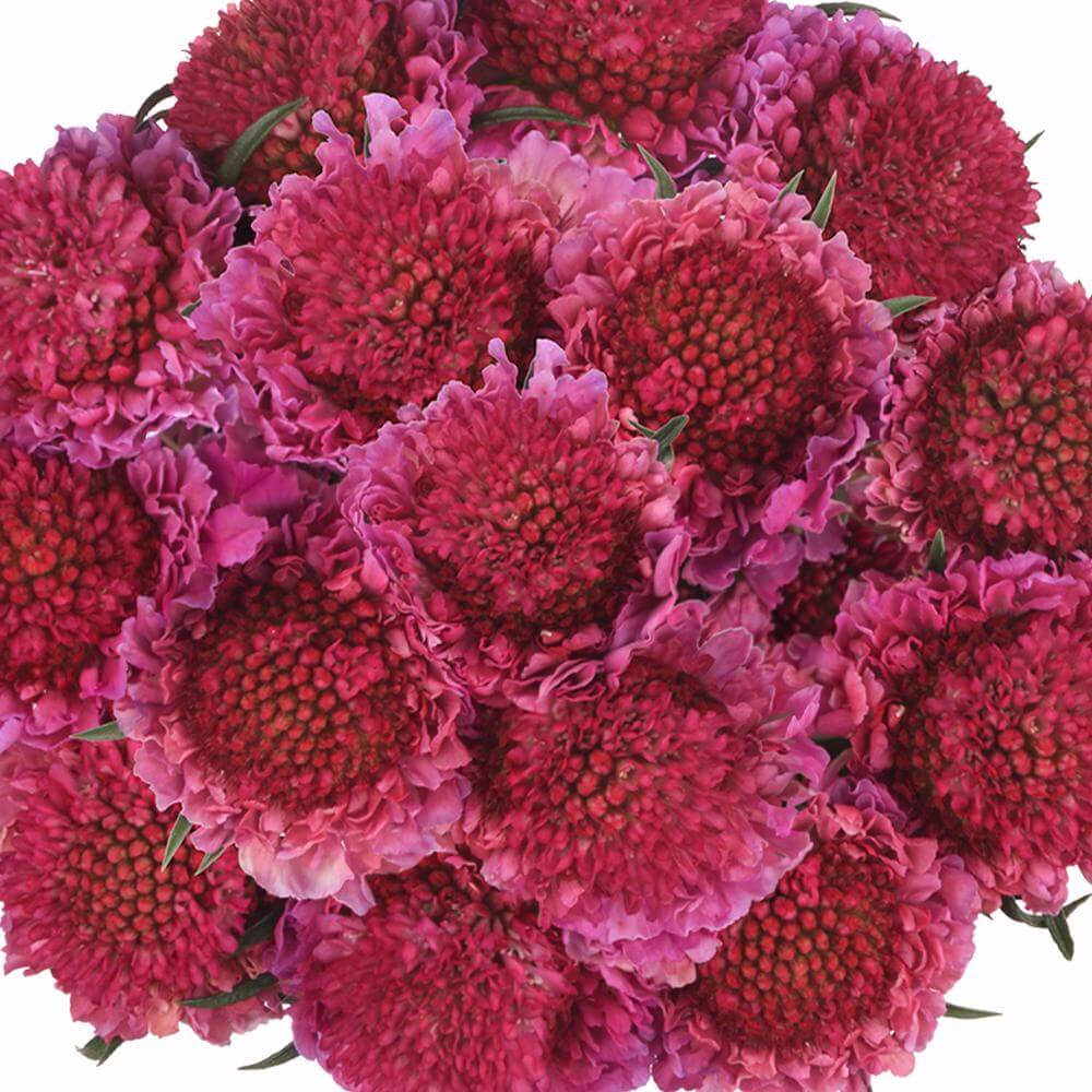 esmeralda-farms-scabiosa-lavender-hot-pink-1
