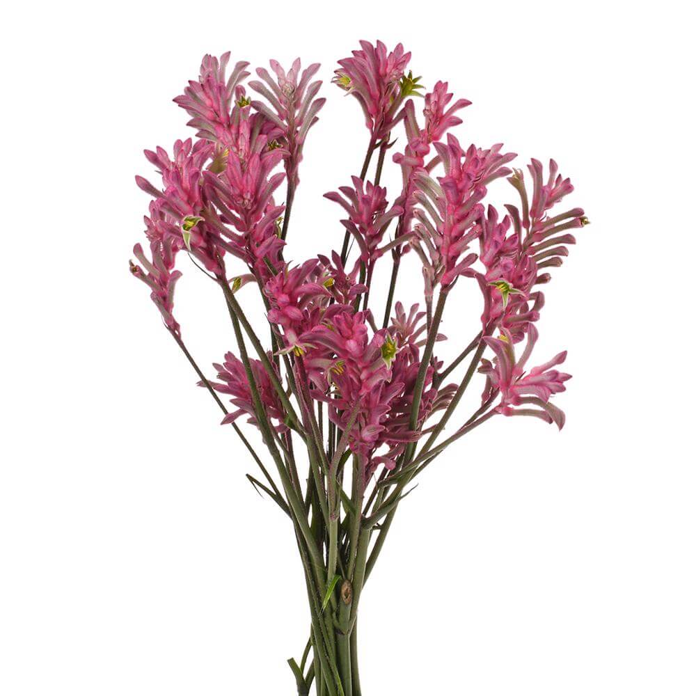 esmeralda-farms-kangaroo-paw-anigozanthos-pink-joy-2