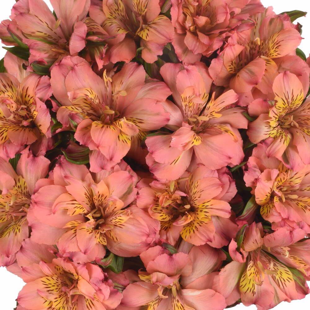 esmeralda-farms-alstroemeria-fashionista-pink-1