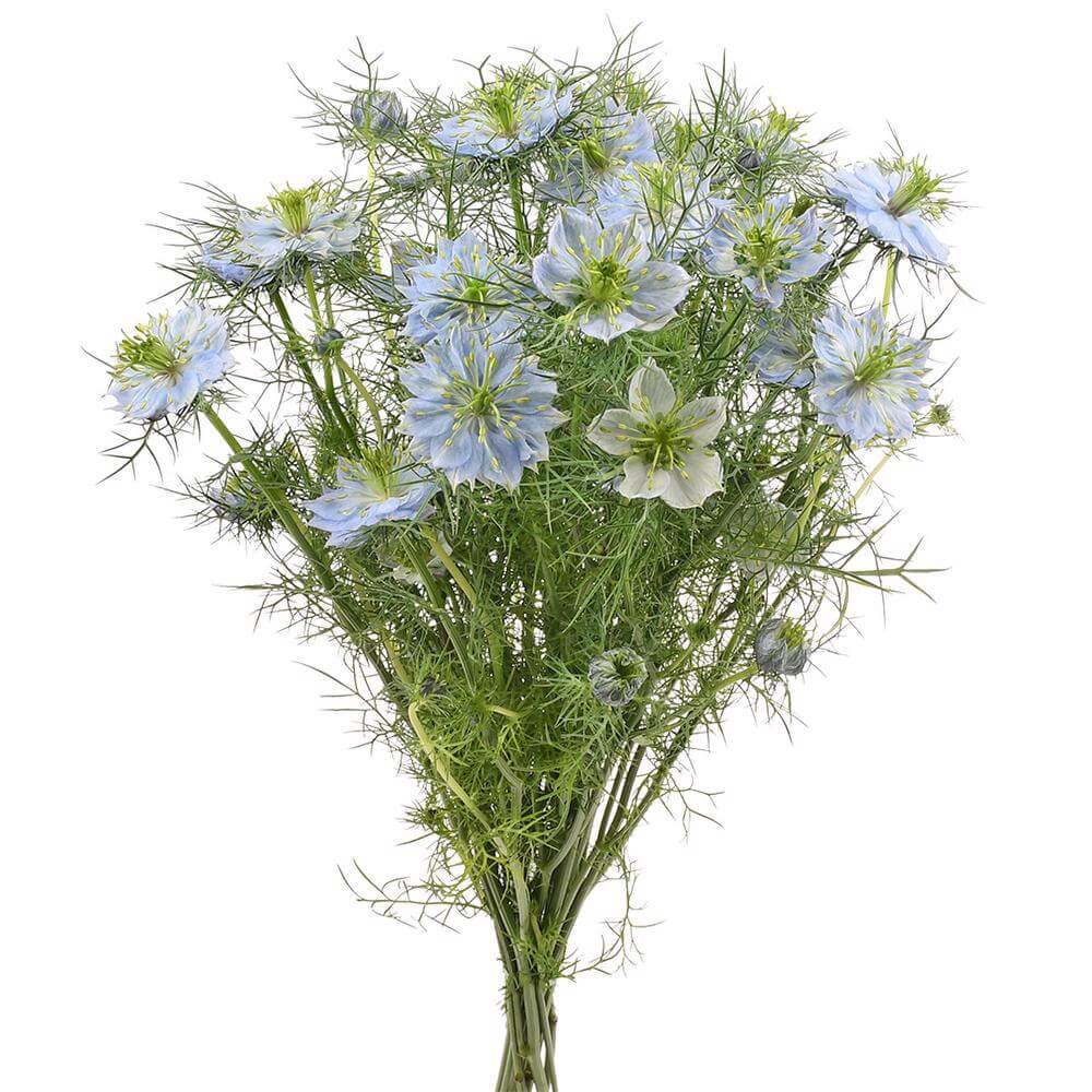 esmeralda-farms-nigella-blue-2