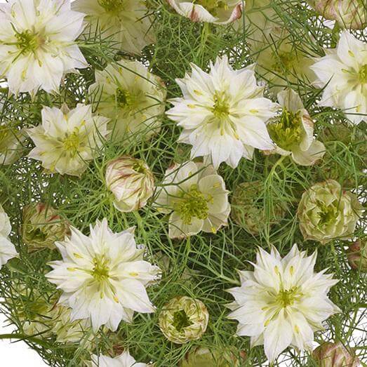 esmeralda-farms-nigella-white-1