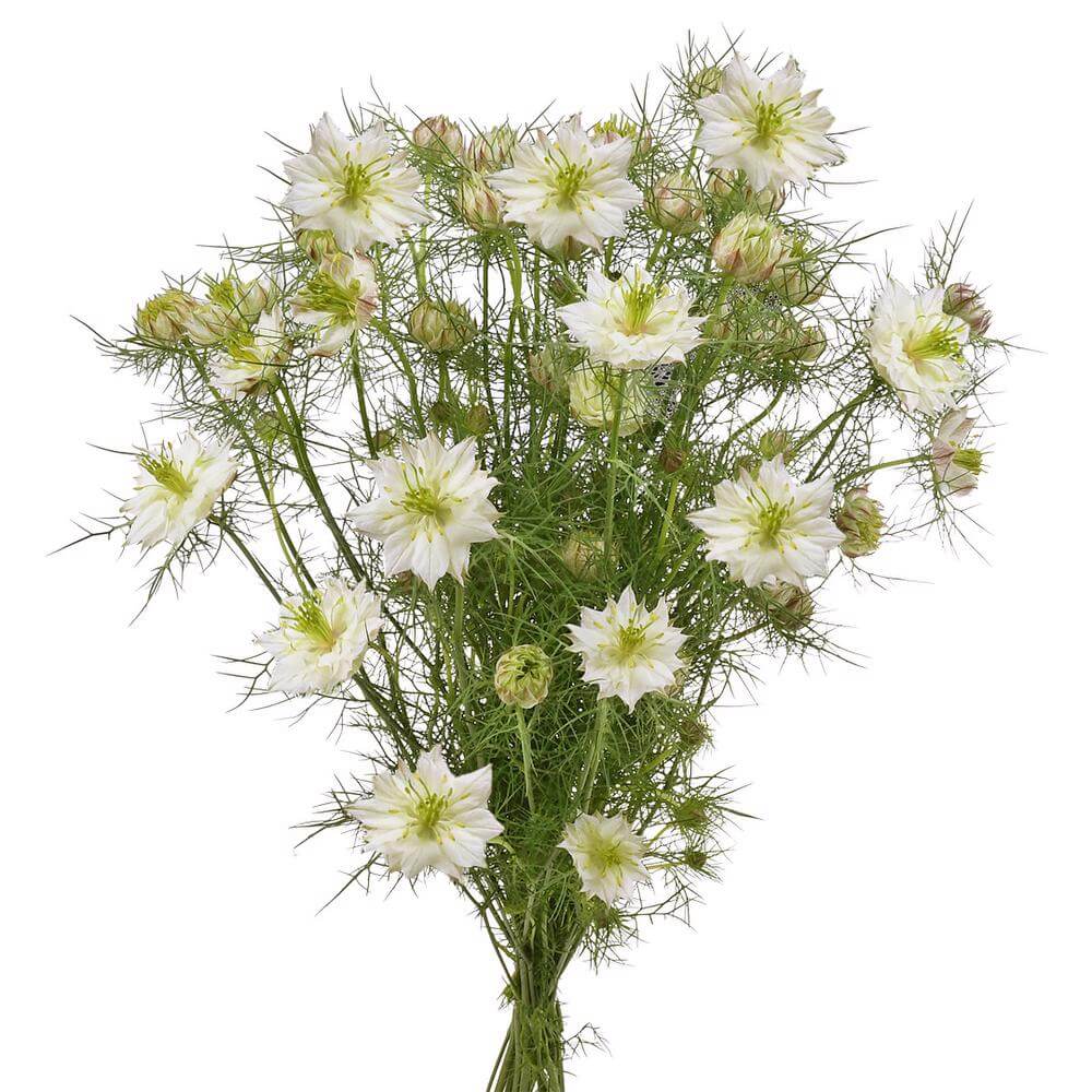 esmeralda-farms-nigella-white-2