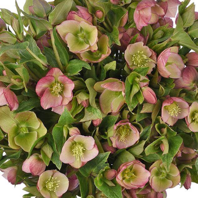 esmeralda-farms-helleborus-camara-pink-1