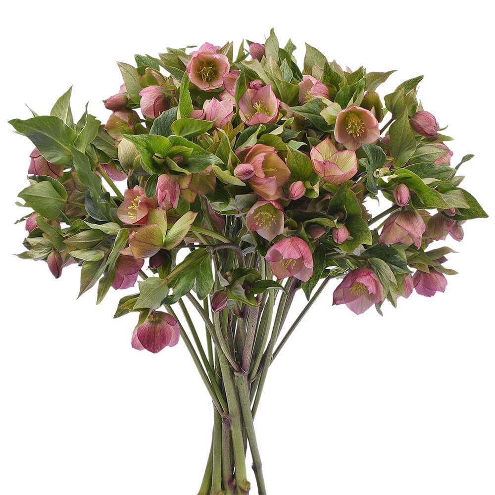 esmeralda-farms-helleborus-camara-pink-2