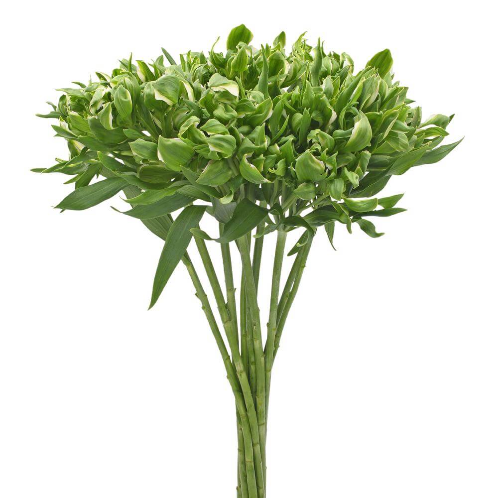 esmeralda-farms-alstroemeria-green-crown-2