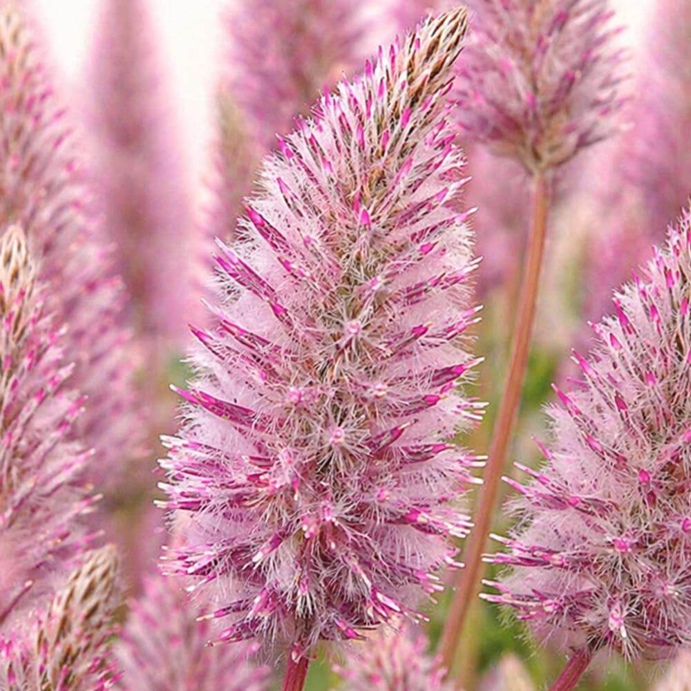 esmeralda-farms-ptilotus-matilda-1